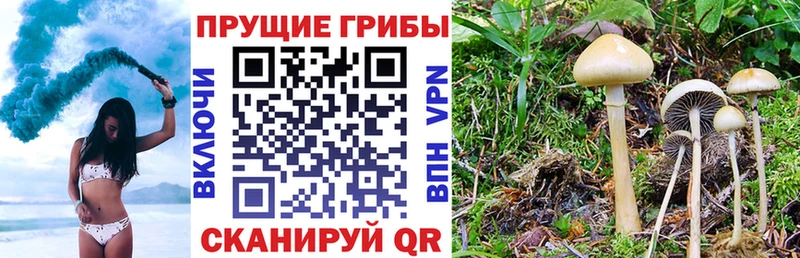 Галлюциногенные грибы Psilocybine cubensis  как найти   Меленки 